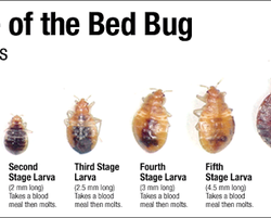A Bed Bug Bite