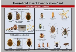 Bed Bug Identification