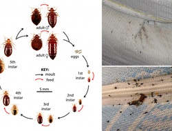 Bed Bug Identification Philadelphia