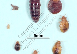 Bed Bug Pest Control Service